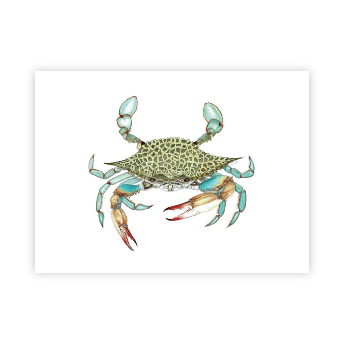 MANG Blue Crab - Signed Art Print (Limited Edition) - -