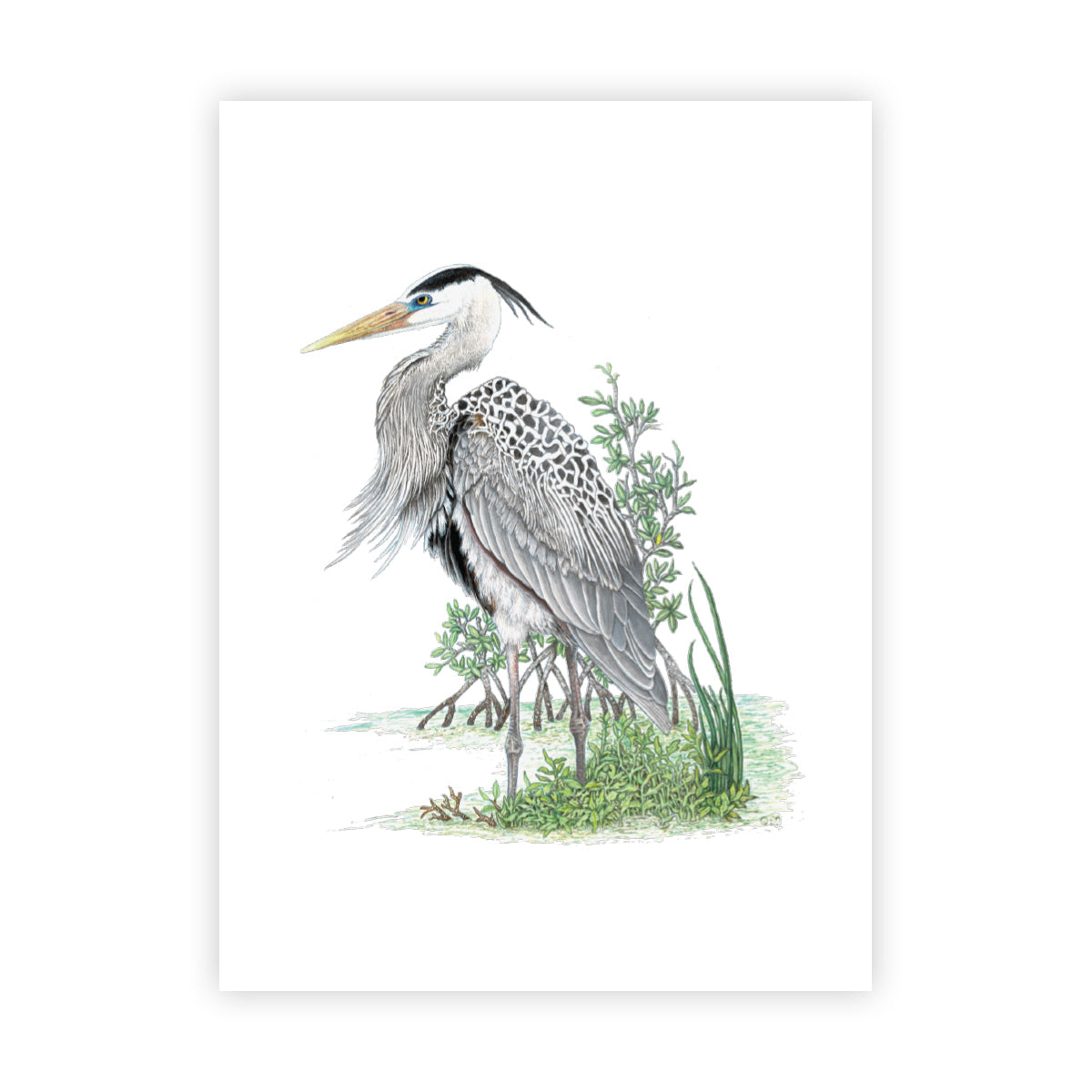 MANG Blue Heron - Signed Art Print (Limited Edition) - -