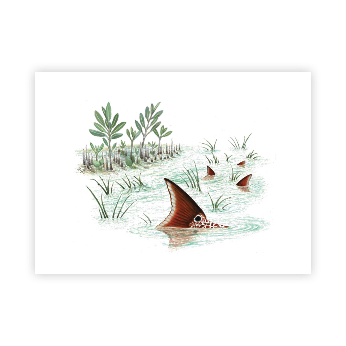 MANG Tailing Redfish - Signed Art Print (Limited Edition) - -